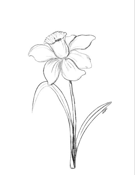 Black pencil sketch of of daffodil Croquis, Drawing A Daffodil, Cool Flowers To Draw, March Flower Drawing, Daffodil Simple Drawing, March Birth Flower Drawing, Flowers In A Vase Drawing Simple, Daphadil Flower Drawing, March Birthday Flower