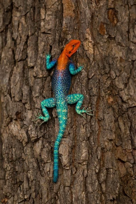 From eye-catching patterns to striking colors, see how these animals stand out from the rest. Agama Lizard, Colorful Lizards, Red Lizard, National Geographic Photography, Cute Lizard, Mandrill, Cute Reptiles, Interesting Animals, Colorful Animals