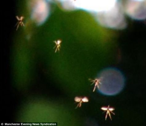 Man claims to have photographed real-life tiny fairies flying ... Nature, Fairies Flying, Real Life Fairies, Real Fairies, Aliens And Ufos, British Countryside, Alien Art, Fairy Land, Book Inspiration