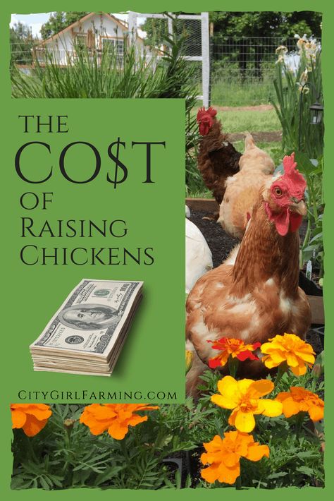 Urban Chicken Farming, Backyard Coop, Large Dog House, Raising Farm Animals, Raising Chicks, Types Of Chickens, Urban Chickens, Homestead Chickens, Backyard Chicken Farming