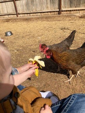 Chicken 101 Raising, Best Food For Chickens, Chicken Food Ideas Coop, Fun Things For Chickens, Dirt Floor Chicken Coop, Chicken Food In Coop, Chicken Treats Diy, Pet Chicken Ideas, Treats For Chickens