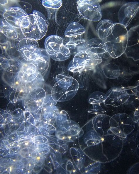 Jellyfish, Water, Floating, Bubbles