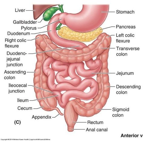 The chemical digestion also occurs on the small intestine. The small intestine is made up of the duodenum, jejunum and ileum; these parts are essential for two main roles which is the breaking down of macromolecules and absorption of water and nutrients. According to (Guerra A. et al., 2012) Pancreatic enzymes and other digestive enzymes produced by the inner wall of the small intestine act together in the breakdown of food constituents. Intestines Anatomy, Digestive System Anatomy, Sigmoid Colon, Large Bowel, Sistem Pencernaan, Human Digestive System, Small Intestine, Benefits Of Sleep, Human Body Anatomy