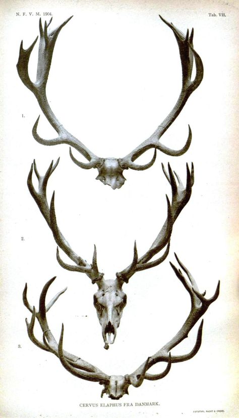 Antlers Drawing, Deer Antler Art, Deer Horns, Stag Antlers, Antler Art, Deer Tattoo, Vulture Culture, Deer Skull, Printable Animals
