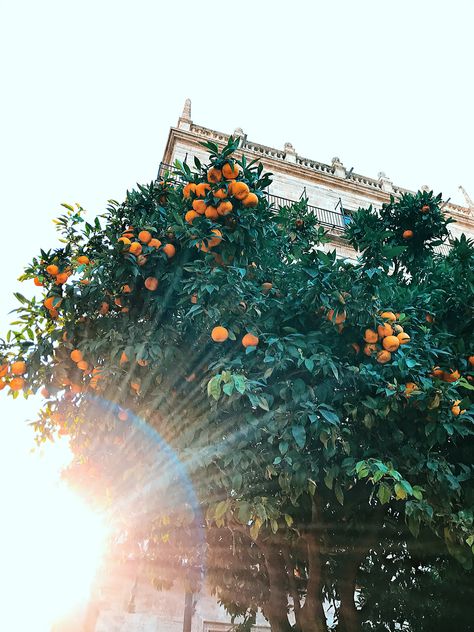 Valencia, Travel Posters, Valencia Orange Tree, Valencia Orange, Orange Trees, Summer Mood, Orange Tree, Spring Aesthetic, Travel Poster