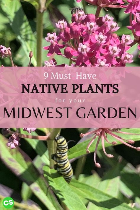 Tattoo On Face, Midwest Garden, Pollinator Garden Design, Native Plant Landscape, Pollinator Plants, Prairie Garden, Native Plant Gardening, Bee Garden, Flower Gardening