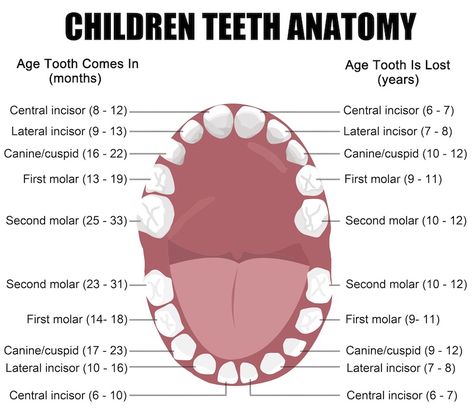 Why are primary teeth so important? Aren’t they just going to fall out anyway? Primary or baby teeth serve several major purposes in a child’s development. First, primary teeth are necessary for your child to learn to speak. In addition, they are necessary for proper chewing and eating. Finally, primary teeth provide space for the developing … Dental Assistant Study Guide, Teeth Chart, Dental Assistant School, Dental Hygienist School, Dental Assistant Study, Teeth Anatomy, Dental Hygiene Student, Dental Hygenist, Tooth Chart
