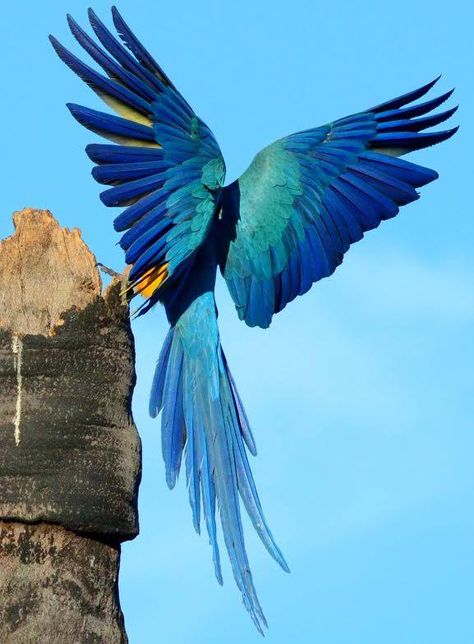 Wonderful blue wings #birds Colourful Birds, All Birds, Tropical Birds, Bird Pictures, Exotic Birds, Jolie Photo, Pretty Birds, Colorful Birds, Birds Of Paradise