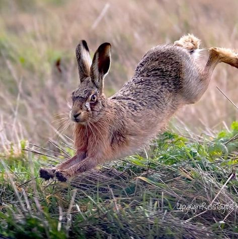 Nature, Rabbits Jumping, Hare Photos, Jumping Hare, Rabbit Paintings, Hare Running, Eastern Cottontail, Jumping Rabbit, Rabbit Running