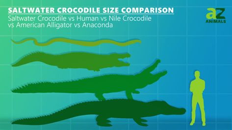 Saltwater crocodiles are the largest reptile! Did you know that crocodiles lived in the same waters as some of the most dangerous prehistoric creatures? Few critters can claim that infamous fact, and the saltwater crocodile may just thank its size. After all, how many other animals can claim the same length as a school bus […] Types Of Crocodiles, Green Anaconda, Crocodile Animal, African Bush Elephant, Nile Crocodile, Saltwater Crocodile, American Alligator, Crocs Style, Baby Grand Pianos