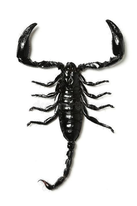 Scorpion. Black scorpion isolated over white , #Sponsored, #Black, #Scorpion, #scorpion, #white, #isolated #ad Scorpion Image, Lex Talionis, Scorpion Tattoo, Seni 3d, Beautiful Bugs, Insect Art, Arachnids, Bugs And Insects, Animal Wallpaper