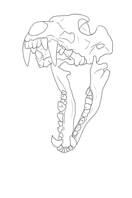 Wolf Skull Creature, Wolf Skull With Flowers, Wolf Skull Anatomy, Anime Skull Drawing, Wolf Bones Drawing, Dog Skull Anatomy, Wolf Jaw Drawing, Skeleton Wolf Art, Wolf Skull Illustration