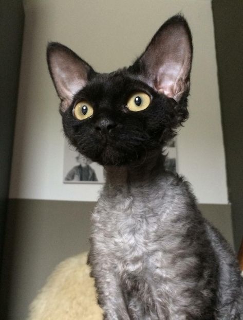 Devon Rex, Devon Rex Kittens, Lykoi Cat, Most Popular Cat Breeds, Popular Cat Breeds, Cornish Rex Cat, Devon Rex Cats, Cornish Rex, Rex Cat