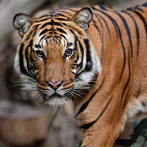 Zoo Sign, Malayan Tiger, Tiger Zoo, Tiger Photography, Zoo Art, Panthera Tigris, Cat Species, Apex Predator, Bengal Tiger