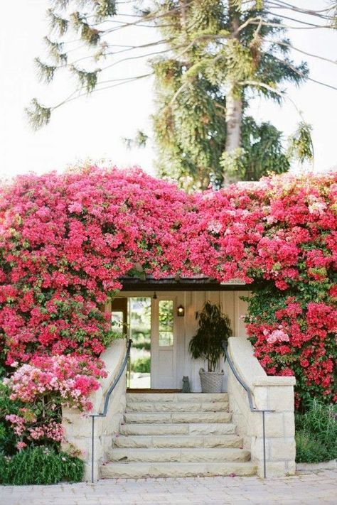 Think Pink! Friday Edition! Northern California Style San Ysidro Ranch, Passion Flowers, Jimmy Choos, San Ysidro, Beautiful Pink Flowers, Better Style, Passion Flower, Ranch Style, The Groom