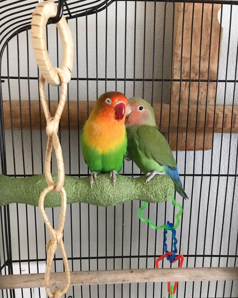 Aesthetic Bird Cage, Birds In A Cage, Pretty Parrots, Large Parrot Cage, Parrot Cages, Bird In Cage, African Lovebirds, Diy Bird Cage, Bird In A Cage