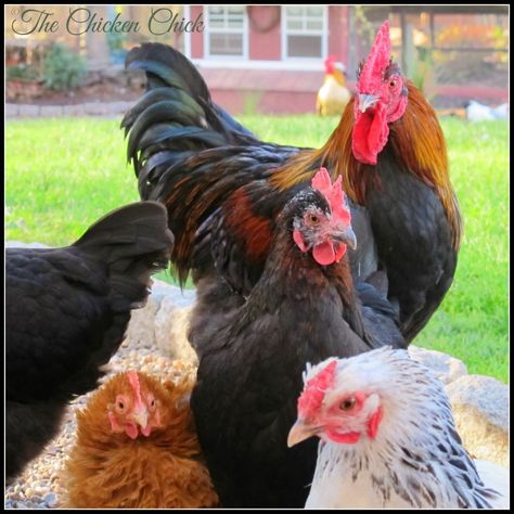 Flock Focus Friday, 11/14/14 | The Chicken Chick® Chicken, Flocking, Black Copper Marans, Chicken Chick, Egg Laying, The Chicken, Rooster, Copper, 10 Things
