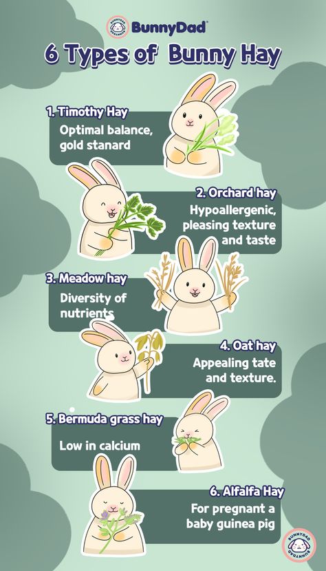 Rabbit Feeding Schedule, Hay For Rabbits, Rabbit Tips, Bunny Tips, Rabbit Health, Rabbit Facts, Hay Meadow, Rabbit Feeding, Alfalfa Hay