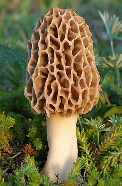 Nature, Mushroom Spores, Mushroom Grow Kit, Morel Mushrooms, Mushroom Pictures, Cactus Planta, Garden Mushrooms, Morel Mushroom, Edible Mushrooms