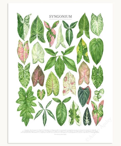 Foliage Plants, Arrowhead Plant, Plant Care Houseplant, Paper Plants, House Plants Decor, Plant List, Botanical Watercolor, Scientific Illustration, Plant Species