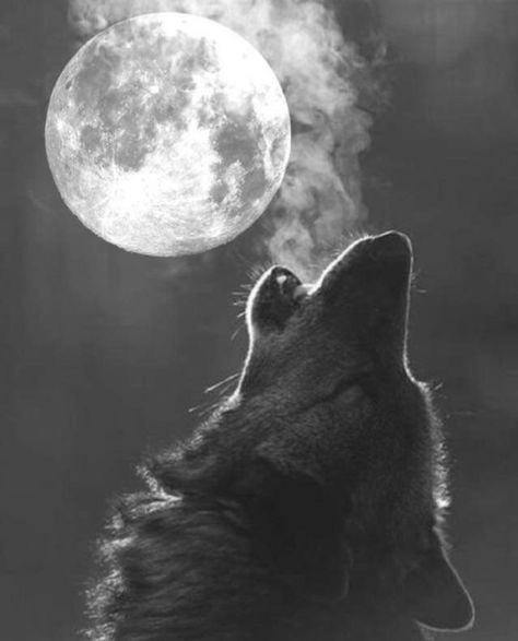 Wolf And Moon Tattoo, Full Moon Photography, Wolf Howling At Moon, Full Moon Tattoo, Shadow Wolf, Wolf Images, Wolves And Women, Wolf Artwork, Indigenous Tribes