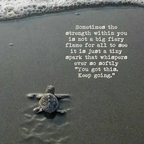 Turtle Quotes, 365 Jar, Quotes Strength, Fina Ord, Quotes Fitness, Motiverende Quotes, Just Keep Going, Inspiring Images, Quotes About Strength