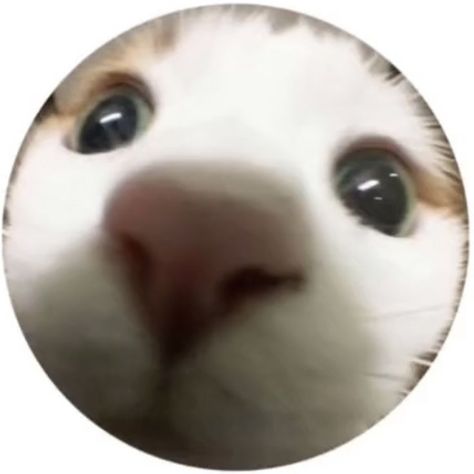 cool edgy tiktok Round icon pfp cute cat fish eye big eyes aesthetic Y2K profile picture please follow and save pin for more Fish Eye Pfp, Pfp Maker, Eye Pfp, Y2k Logo, Free Pfp, Fish Eye, Amazing Artwork, Aesthetic Y2k, Free Tools