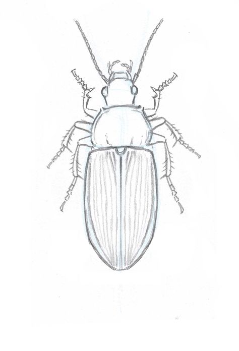 How to Draw Insects: Understanding and Drawing the Legs (part 2) Draw Insects, How To Draw Insects, Insect Art Projects, John Muir Laws, Mobiles Art, Beetle Drawing, Bugs Drawing, Drawing Legs, Beetle Art