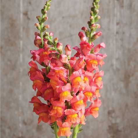 Potomac Orange Snapdragon Space Plants, Snapdragon Flowers, Making Plant Pots, Fleur Orange, Cut Flower Garden, Fresh Cut Flowers, Flower Display, Dark Orange, Edible Flowers