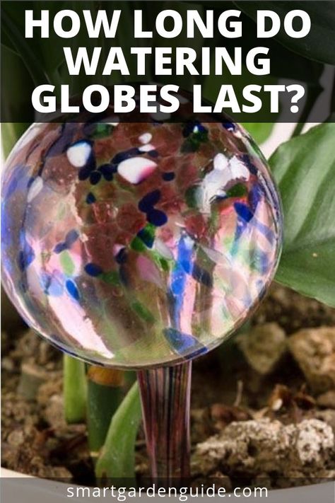 Diy Plant Watering Globes, Diy Watering Globes For Plants, How To Water Plants While On Vacation, Watering Plants While On Vacation, Indoor Gardening Supplies, Watering Bulbs, Indoor Plant Display, Aesthetic Plant, Indoor Water Garden