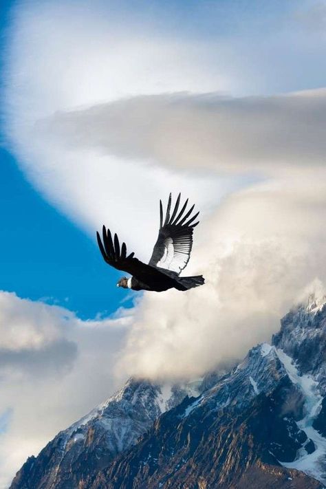 Vultur gryphus, Andean Condor. Huge, wide-ranging vulture of the Andes, but also ranges into lowlands in southern Chile and Tierra del Fuego. Locally fairly common in Chile and adjacent Argentina, less numerous northward. Mainly seen as singles or pairs, sailing high over ridges, but tens can gather at roosts and to scavenge at carcasses. Sexual maturity and breeding behavior do not appear in them until they are five or six years of age. It may live to 50 years or more, and it mates for life. Science Projects, Nature, Andean Condor, Curious Cat, Children’s Books, Ecuador, 50 Years, For Life, Art Inspo