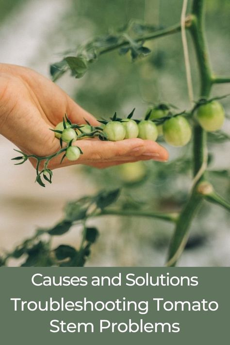 Tomato stems act as the plant’s transportation network, efficiently moving water and vital nutrients from the roots to the rest of the plant.
#TomatoProblems #TomatoStemIssues #GardeningTips #HealthyTomatoes #TomatoCare #GardeningHelp #TomatoDisease #GardenSolutions #TomatoPests #GrowTomatoes Tomato Plants, Tomato Disease, Tomato Problems, Garden Solutions, Moving Water, Garden Help, Plant Stem, Growing Tomatoes, The Roots