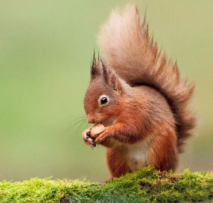 Red Squirrel eating a nut - cute, eh?! Photo: Getty Images UK Country Living Uk, Animal Photography Wildlife, Squirrel Pictures, Wild Animals Photography, Wildlife Pictures, Cute Squirrel, British Wildlife, Red Squirrel, Wildlife Photos