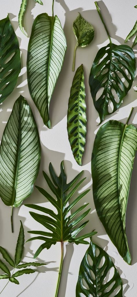 /// Natur Wallpaper, Wallpaper Plants, Plants Wallpaper, Tanaman Indoor, Trendy Plants, Plant Background, Flowers Background, Christmas Aesthetic Wallpaper, Plant Wallpaper