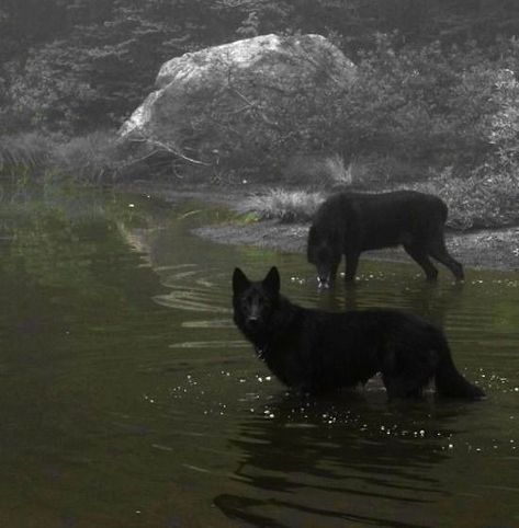 Black, Dogs, Water, Green Aesthetic, Forest, Green