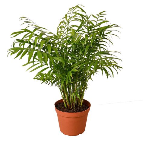 Air purifiers can help you breathe better and avoid sick days. Air Purifier Benefits, Neanthe Bella Palm, Chamaedorea Elegans, Palm Plants, Indoor Palms, Parlor Palm, Palm Plant, Easy Plants, Perfect Plants