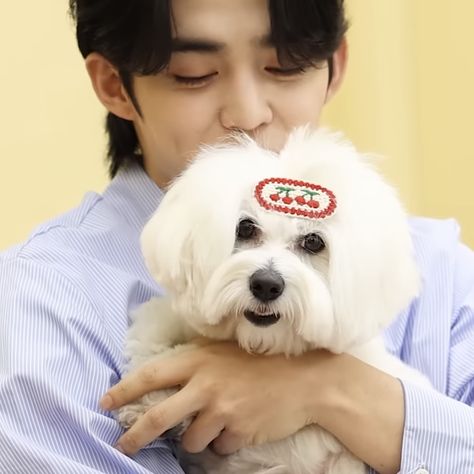 svt 𓏸𓈒 scoups — lq icon⌇ S.coups Cute, S.coups Icon, Svt S.coups, Vernon Chwe, Cutest Dog Ever, Seventeen Scoups, Mon Cheri, Light Of My Life, Cute Icons