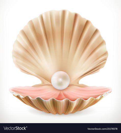 Open Clam Shell, Shell Icon, Oyster With Pearl, Pearl Clam, Seashell Drawing, Shell With Pearl, Clam Pearl, Shell Drawing, Pearl Logo