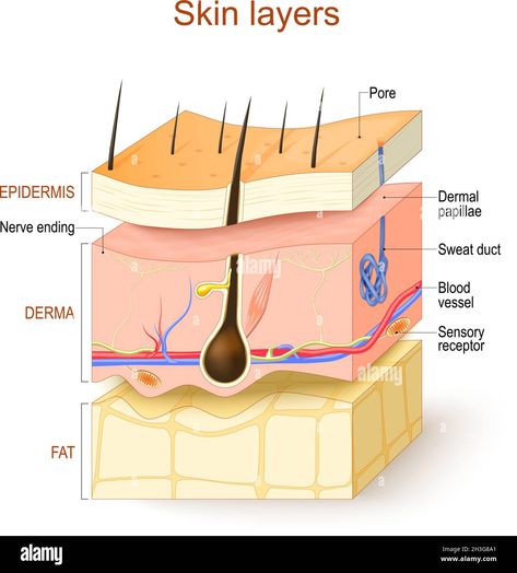 Download this stock vector: Skin layers. Epidermis, Derma, Hypodermis. Structure of the human skin: Hair, Sensory receptor and Nerve ending, Blood vessel, Pore, Dermal papillae - 2H3G8A1 from Alamy's library of millions of high resolution stock photos, illustrations and vectors. Skin Layers Anatomy Project, Skin Anatomy, Skin Layers, Nursing Cheat, Hair Science, Facial Anatomy, Basic Anatomy And Physiology, Skin Structure, Cosmetology School