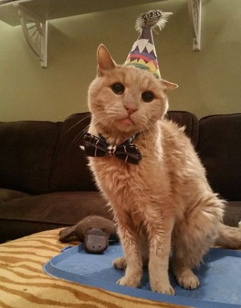 Couple Gave 21 Year Old Super Senior Cat a Chance to Live Out His Best Life, Now a Year Later... - Love Meow Super Senior, So Confused, Cat Birthday Party, Cat Stories, Senior Cat, Cat Tail, Old Cats, Cat Birthday, Animal Stories