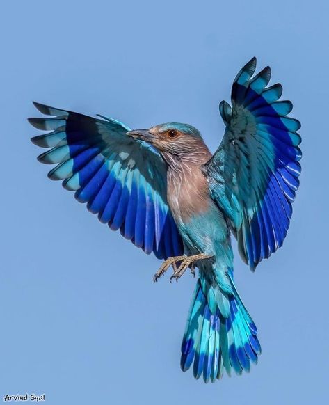 Roller Bird, Indian Roller, India Photo, Indian Blue, Most Beautiful Birds, Interesting Animals, Aesthetic Life, Shop Bags, Bird Watcher