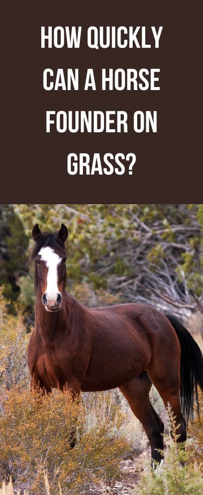 Senior Horse Care, Horse Age, Horse Nutrition, Horse Farm Ideas, Horse Information, Healthy Horses, Horse Exercises, Horse Care Tips, Horse Facts