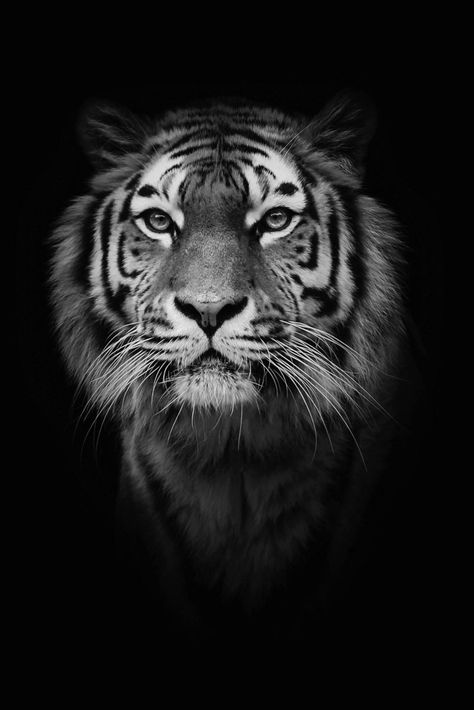 Chirkan blanco y negro Tiger Photography, Wild Animal Wallpaper, Tiger Artwork, Söt Katt, Tiger Wallpaper, Tiger Pictures, Pencak Silat, Lion Images, Big Cats Art