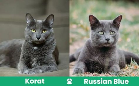 Nature, Russian Blue Cat Tattoo, Russian Grey Cat, Grey Cat Tattoo, Russian Blue Cat Personality, Blue Russian Cat, Grey Cat Breeds, Cats Drawings, Excited Cat
