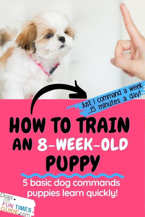 How to train an 8 week old puppy - basic dog training commands puppies understand Puppy Time, Dog Commands, Puppies Tips, Basic Dog Training, Puppy Training Tips, Best Dog Training, New Dog, Crate Training, Training Your Puppy