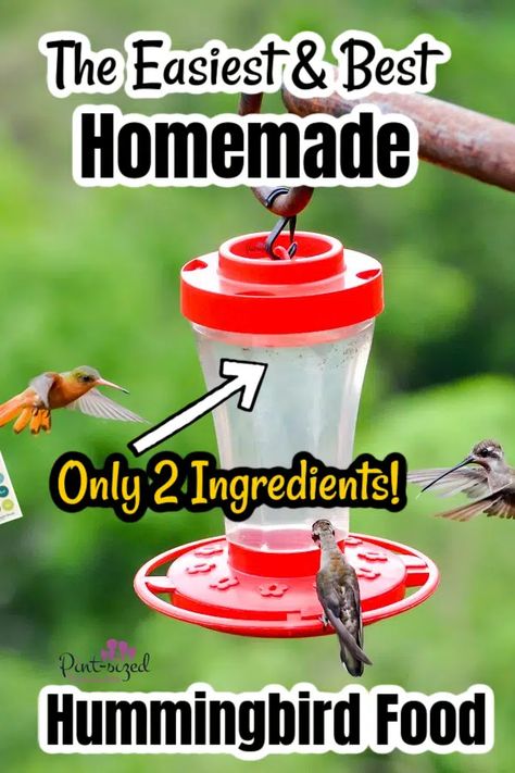 Nature, Hummingbird Feeder Recipe, Sugar Water For Hummingbirds, Make Hummingbird Food, Homemade Hummingbird Nectar, Homemade Hummingbird Feeder, Homemade Hummingbird Food, Hummingbird Water, Hummingbird Nectar Recipe