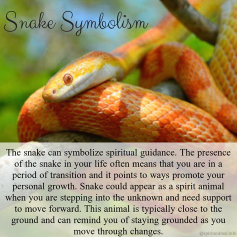 The snake animal meaning is powerfully connected to life force and primal energy. In many cultures, it is revered as a powerful totem representing the source of life. When the snake spirit animal appears in your life, it likely means that healing opportunities, change, important transitions, and increased energy are manifesting. Pandas, Snake Animal Spirit, Snakes Spiritual Meaning, Spiritual Meaning Of Snakes, Meaning Of A Snake Tattoo, Seeing A Snake Meaning, Snake Totem Spirit Animal, Snake Spirit Animal Meaning, Spirit Animal Snake