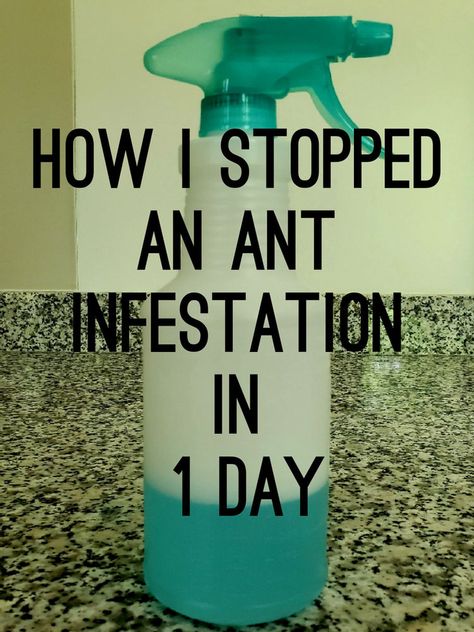 Ant Spray Diy, Ant Killer Diy, Ant Killer Recipe, Homemade Ant Killer, Diy Bug Repellent, Ant Spray, Ant Repellent, Bug Spray Recipe, Ants In House