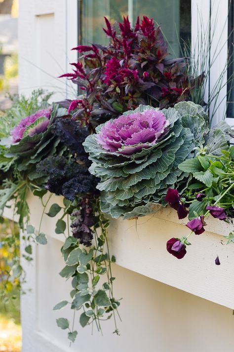 Fall Flower Boxes, Fall Window Boxes, Potted Mums, Outdoor Fall Decor Ideas, Fall Windows, Fall Container Gardens, Fall Mums, Fall Containers, Window Box Flowers