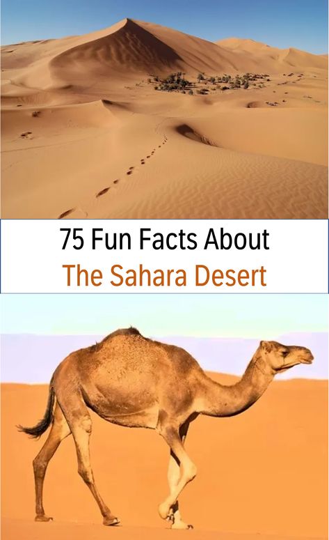 Over 75 fun facts about the Sahara Desert, learn more about its geography, plants, animals, people, cultures, legends, and so much more! #funfacts #sahara #desert Sahara Desert Animals, Biomes Project, Desert Biome, Deserts Of The World, Desert Fox, Desert Animals, Hot Desert, Vbs 2024, Desert Environment